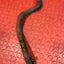 Ford Transit COOLANT HOSE Mk8 2.0 2016-2023 GK313691AB